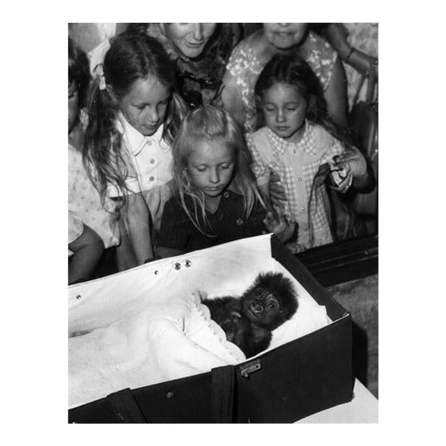 'Sleepy Monkey' Unframed Archival Pigment Print For Sale