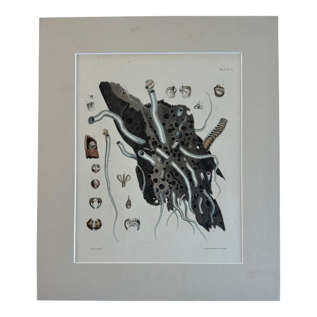 Coral Shells, 19th Century Print For Sale
