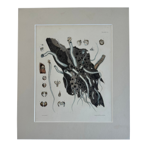 Coral Shells, 19th Century Print (Unframed)