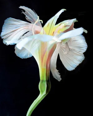 "Kaleidoscope 34" Contemporary Color Photograph of a Lilly with a Betta Fish
