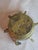16th or 17th C? Spanish Renaissance Bronze Mortar and Pestle Ribbed Fin Judaica Antiquity For Sale - Image 13 of 16