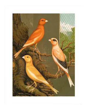 Reproduction of '3 Orange Canaries' Archival Print