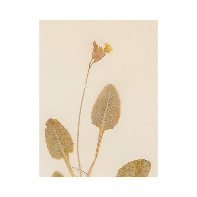 Antique Swedish Herbarium - Cowslip, circa 1907