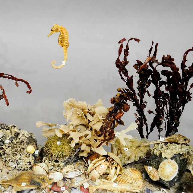 Industrial Antique Under the Water School Specimen For Sale - Image 3 of 7