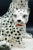 Ceramic Italian Hand-Painted Snow Leopards For Sale - Image 7 of 11