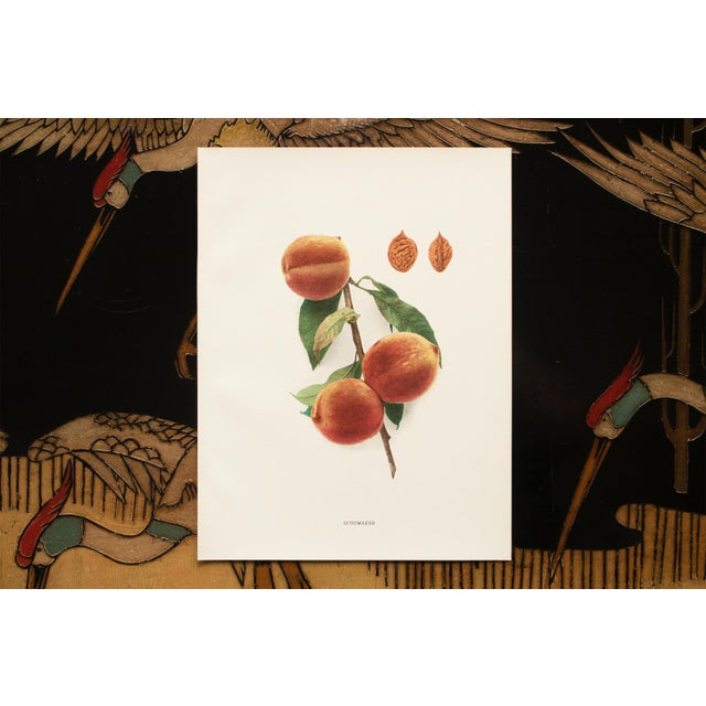 1900s U. P. Hedrick, Original Antique Photogravure of Schumaker Peaches For Sale In Dallas - Image 6 of 7