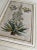 Daniel Rabel (French 1578-1637) Two hand-colored copper engravings on laid paper Printed in 1622 in Paris Consolida...