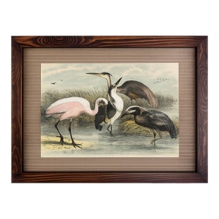 One Antique Framed Bird Print From the Birds of North America by Jacob H. Studer, Woodpecker, Edited From Original, See Description For Sale