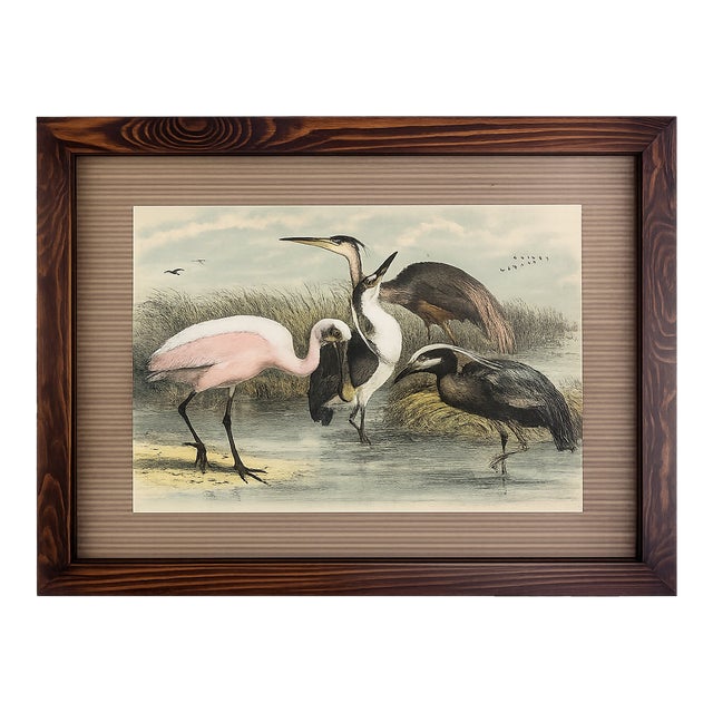 One Antique Framed Bird Print From the Birds of North America by Jacob H. Studer, Woodpecker, Edited From Original, See Description For Sale