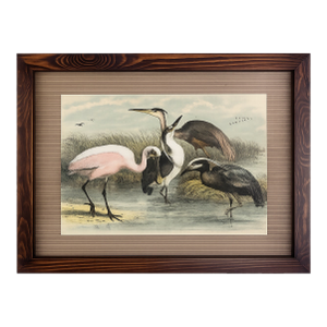 One Antique Framed Bird Print From the Birds of North America by Jacob H. Studer, Woodpecker, Edited From Original, See Description
