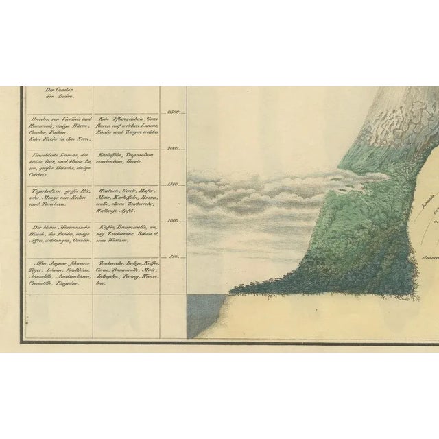 Cinchona Bark Varieties A Hand-Colored Illustrated Botanical Atlas, 1826 For Sale - Image 4 of 16