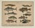 A fish engraving, Germany circa 1880.