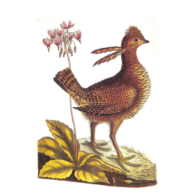 "Fine Bird Books 1700-1900" 1990 Sitwell, Sacheverell For Sale - Image 9 of 10