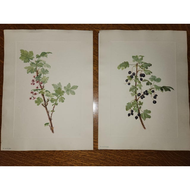 Antique White Vintage Smithsonian Botanical Prints Unframed, Prickley Currant After Mary Vaux Walcott Pair With Original Print's Description by the Author From 1925 For Sale - Image 8 of 12