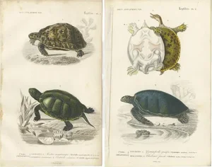 D'Orbigny, Turtles, 1861, Prints, Set of 2