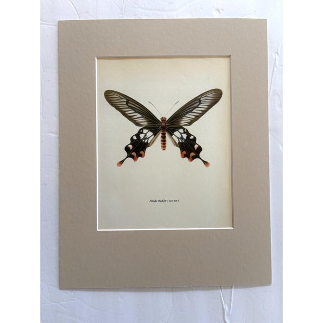 Realism Vintage 1965 Butterfly Print in 11x14 Mat: Paradis Rhodifer (Butler), EUC For Sale - Image 3 of 3