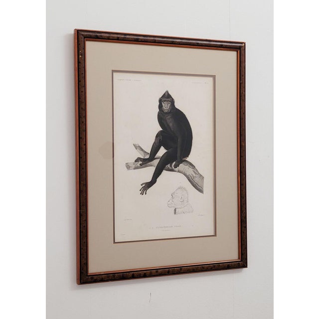 Realism "Cynocéphale Nègre" (Black Baboon), Jules Sébastien César Dumont D'Urville, Circa 1830 For Sale - Image 3 of 5