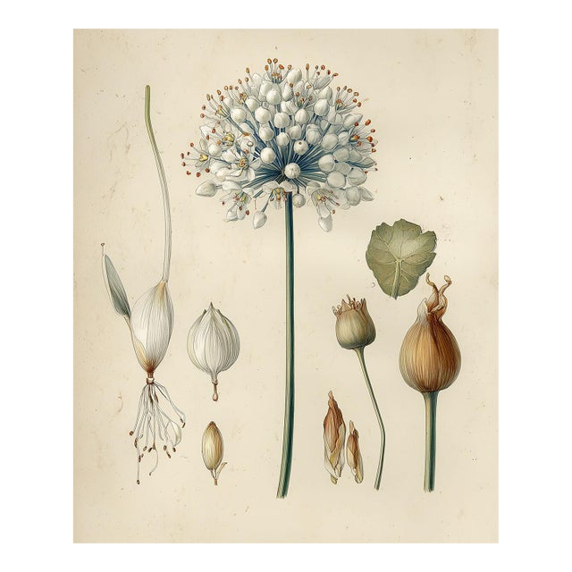 6" X 7.3" 'Flowering Rush' or 'Water Gladiolus' - Original Botanical Floral Watercolor & Pencil Fine Art Print /Herbarium For Sale