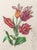 Salvador Dali (Spanish, 1904-1989), "Tulipa Crudeliter Basiantes" [Tulips Cruelly Kissing], Etching and Heliogravure in...