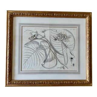 Dennis & Leen Botanical Print With Gilded Frame – DL-Art 42 For Sale