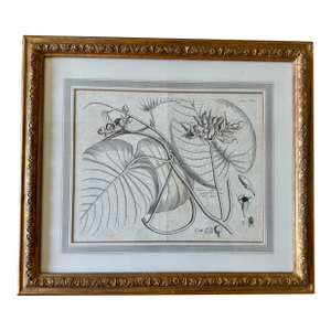 Dennis & Leen Botanical Print With Gilded Frame – DL-Art 42
