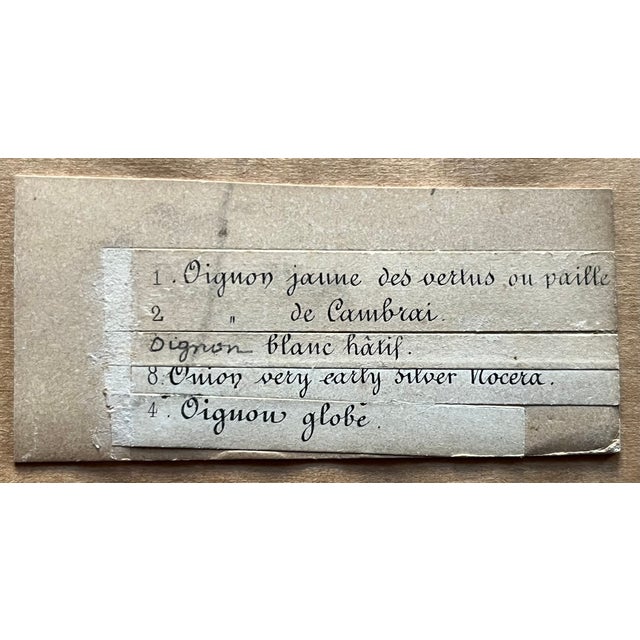 Paper Antique 19th Century French Botanical Study - Collage of Onions For Sale - Image 7 of 9
