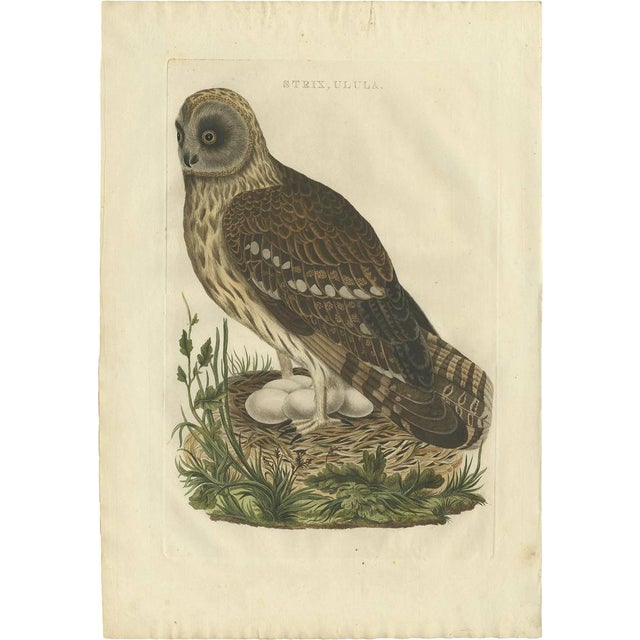 Strix Owl by Sepp & Nozeman, 1770, Paper For Sale