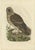 Strix Owl by Sepp & Nozeman, 1770, Paper For Sale
