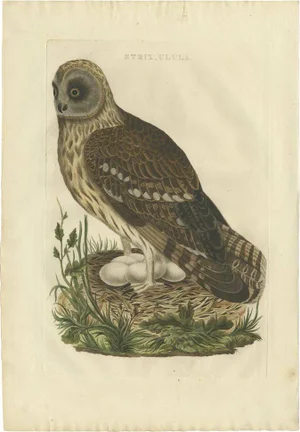Strix Owl by Sepp & Nozeman, 1770, Paper