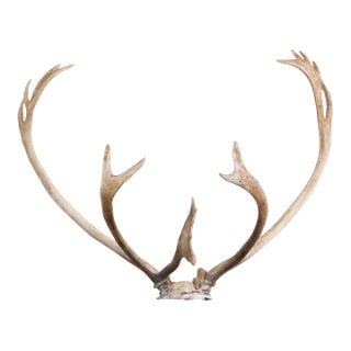 Majestic Scandinavian Reindeer Antlers From Northern Sweden, Vintage From 1990s For Sale