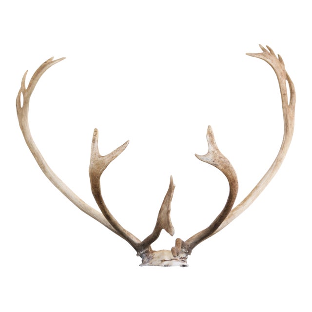 Majestic Scandinavian Reindeer Antlers From Northern Sweden, Vintage From 1990s For Sale