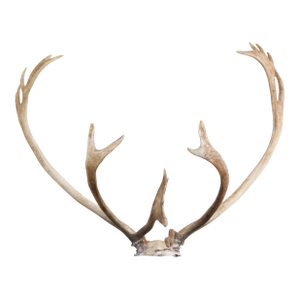 Majestic Scandinavian Reindeer Antlers From Northern Sweden, Vintage From 1990s