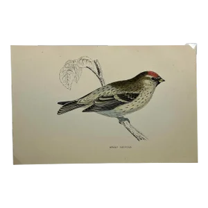 Antique Hand Tinted Bird Print From England Featuring a Mealy Redpole - Circa 1888