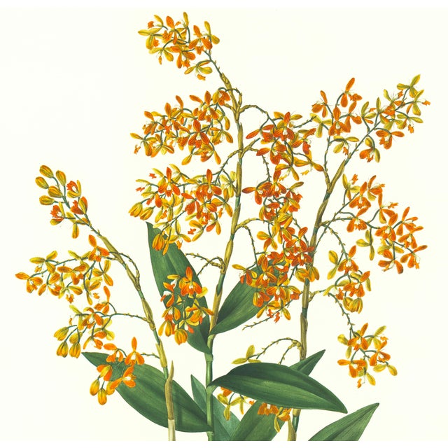 Limited edition reproduction print of one of the most famous botanical works ever produced, "The Orchidaceae of Mexico and...