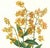 Limited edition reproduction print of one of the most famous botanical works ever produced, "The Orchidaceae of Mexico and...