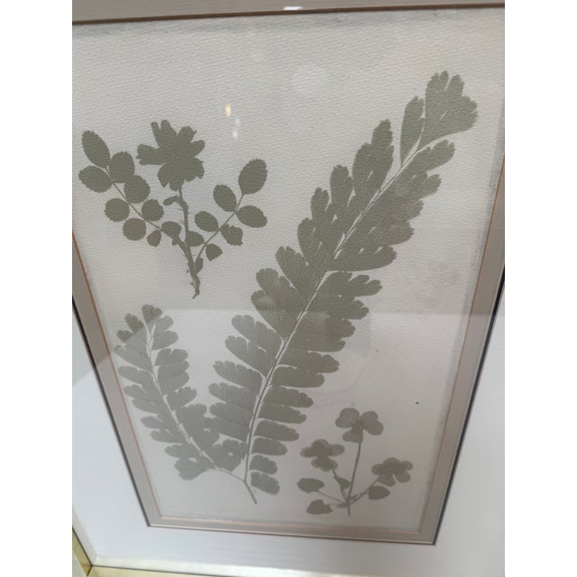 Soicher Marin Soicher Marin "Ghost Herberia in Celedon", Complete Series For Sale - Image 4 of 12