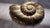 Mid-Century Modern Vintage Brass Nautilus Sea Shell Wall Hanging For Sale - Image 3 of 8