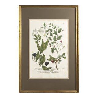 1739 Cherry Blossoms & Fruits Mezzotint | Hand-Colored Johann Weinmann Botanical Print For Sale