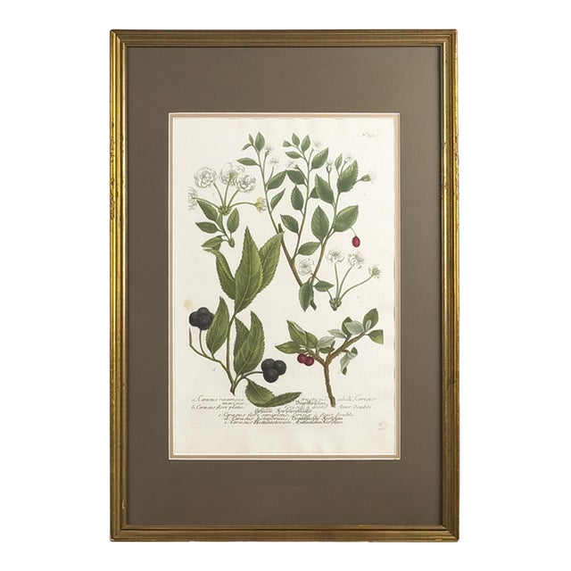 1739 Cherry Blossoms & Fruits Mezzotint | Hand-Colored Johann Weinmann Botanical Print For Sale