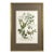 1739 Cherry Blossoms & Fruits Mezzotint | Hand-Colored Johann Weinmann Botanical Print For Sale