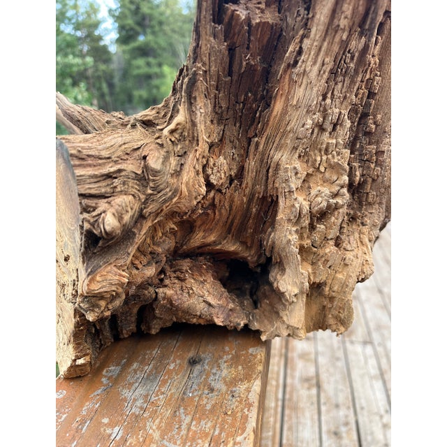 Ancient 1854 Big Burn Ghost Forest Large Sculptural Root Burl Spire. 450 Years Old! For Sale - Image 4 of 6