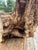 Ancient 1854 Big Burn Ghost Forest Large Sculptural Root Burl Spire. 450 Years Old! For Sale - Image 4 of 6