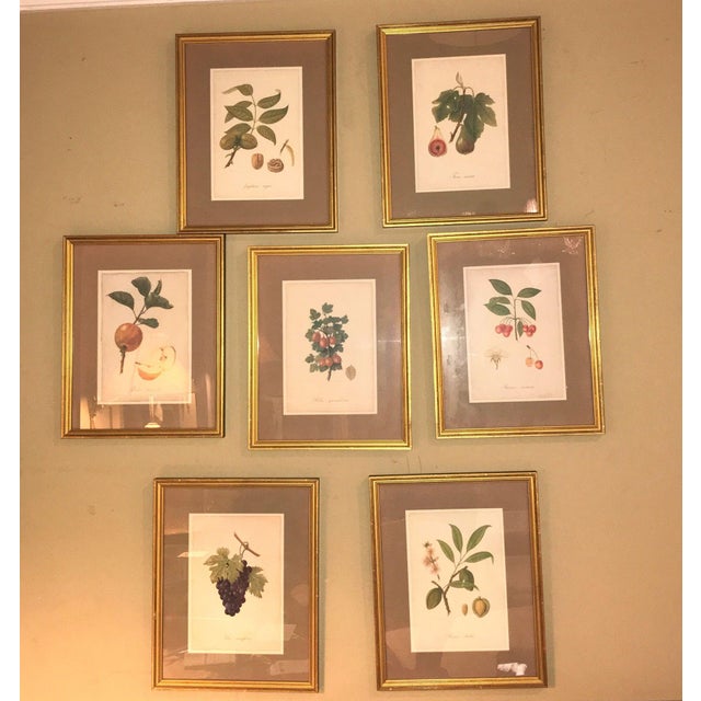 Set of seven botanical prints of fruit signed Peter Drafet. Each on a matte and in a lovely gilt frame. Height: 17 inches...