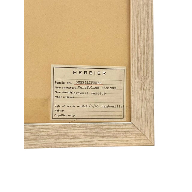 Vintage Set of 4 French Custom Framed Herbarium Herbiers Botanical Specimens For Sale - Image 9 of 13