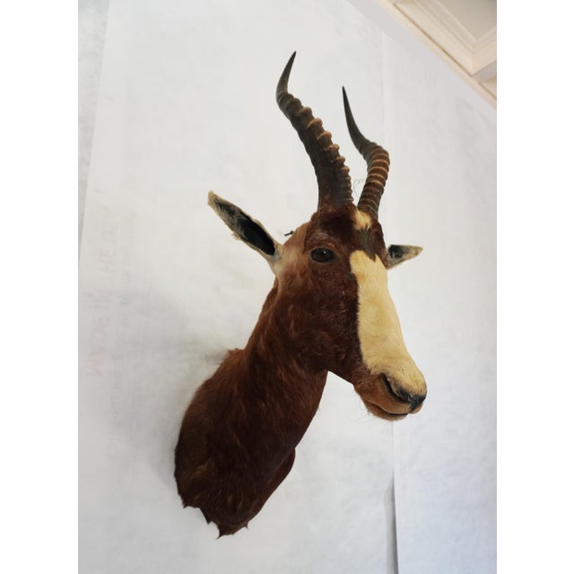 Blesbok Antelope Taxidermy Mount Bust Head Horns are about 15" tall Would look beautiful on its own above a fireplace or...
