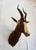 Blesbok Antelope Taxidermy Mount Bust Head Horns are about 15" tall Would look beautiful on its own above a fireplace or...