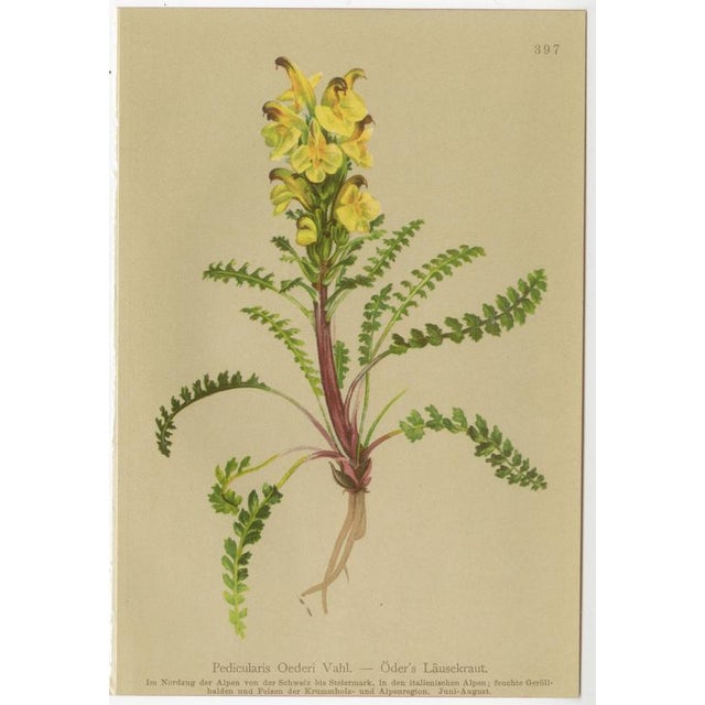 After Anton Hartinger, Pedicularis Botanical Plates, 1897, Chromolithographs, Set of 3 For Sale - Image 9 of 10