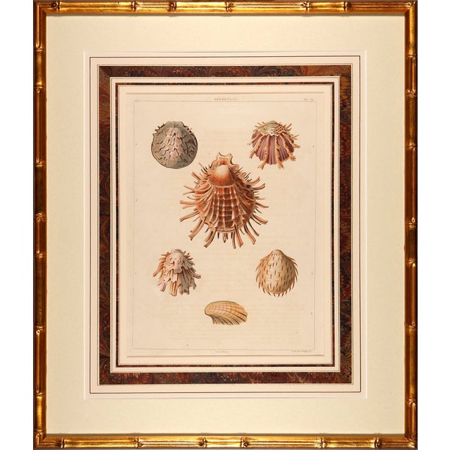 Original Perry Shell Collection From 1811 Set of 6 Framed in Bamboo For Sale - Image 4 of 11