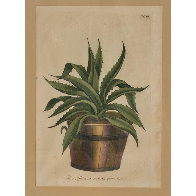 Set of Four Botanicals, 19th Century or Earlier For Sale - Image 16 of 18