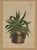Set of Four Botanicals, 19th Century or Earlier For Sale - Image 16 of 18